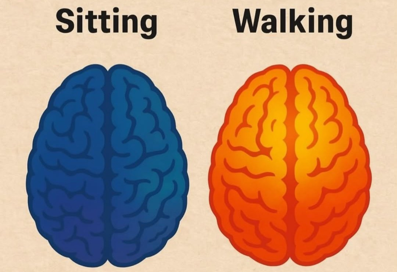 You are currently viewing 40 Minutes of Walking Three Times a Week Can Increase The Size of The Hippocampus And Improve Memory